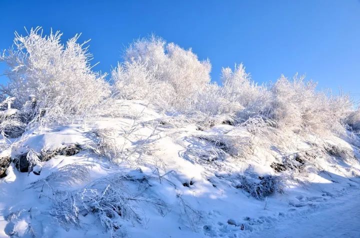 冬季的风雪把东北包装成梦幻的雪国,白茫一片的雪景足以令人大开眼界.