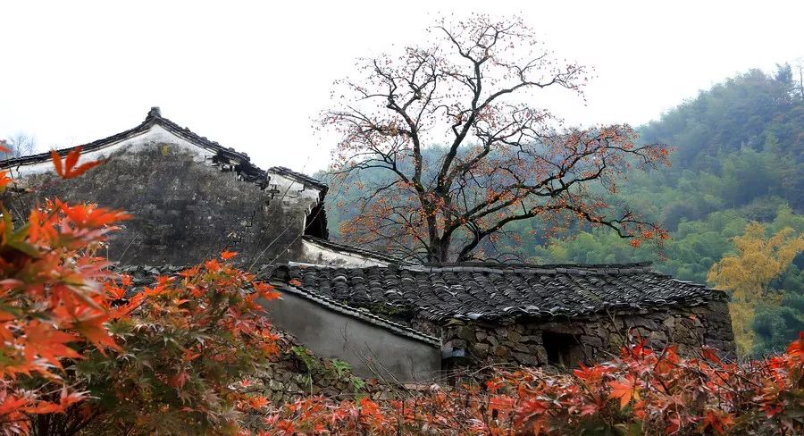 旅行贴士 地址:宁波市余姚大岚镇柿林村 自驾:杭州-(杭甬高速)-余姚