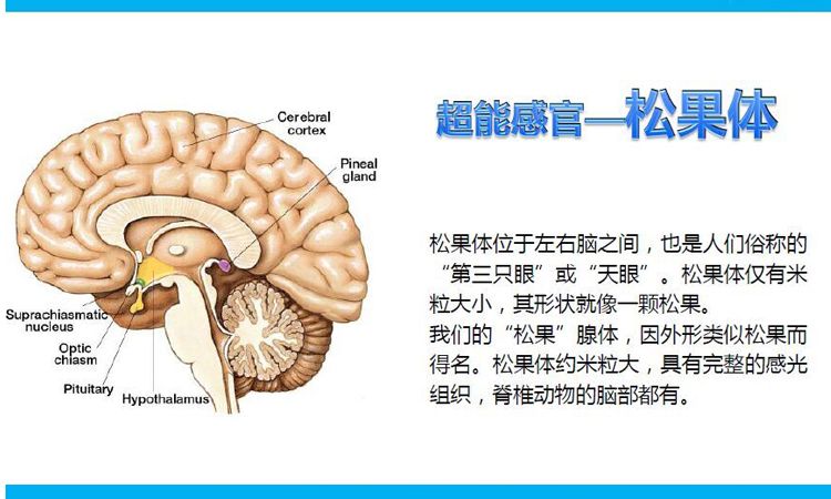 在大脑的诸多结构中,大部分都具有对称性结构,唯独松果体是不对称的