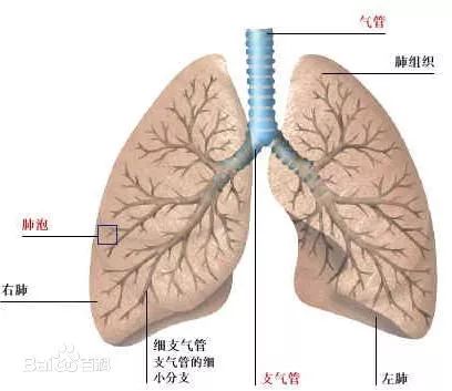 肺是人体的呼吸器官,也是人体重要的造血器官,位于胸腔,左右各一,覆盖