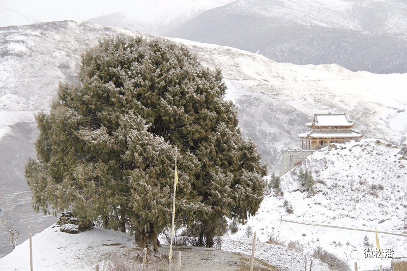 柏树挺且直→大雪压柏树↑你们随便感受一下高清大图来几张实在是太美