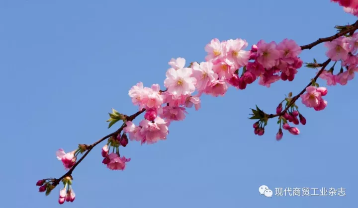 半岛电竞他山之石：日本现代职业教育体系是否值得借鉴？(图1)