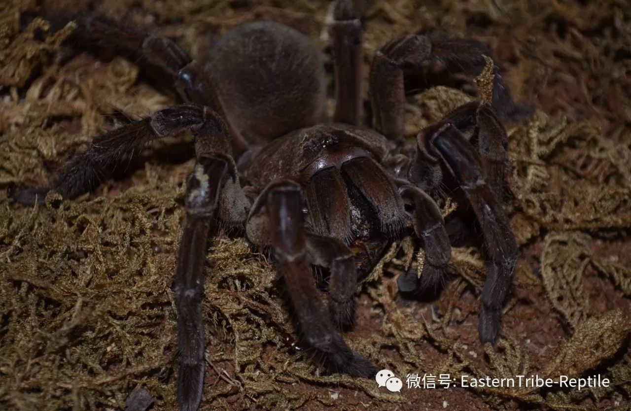 raphosa stirmi (rudloff&weinmann,2010) 英文名:burgundy goliath