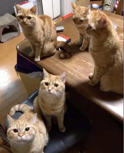 两只大橘猫生下3只小橘猫,养一家子橘猫主人真有钱呢!