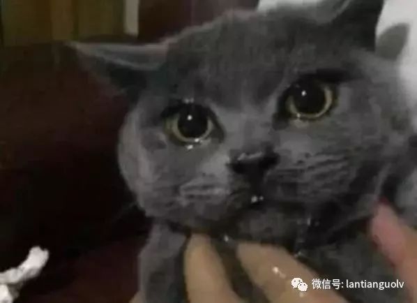 猫人口尿口_人口普查