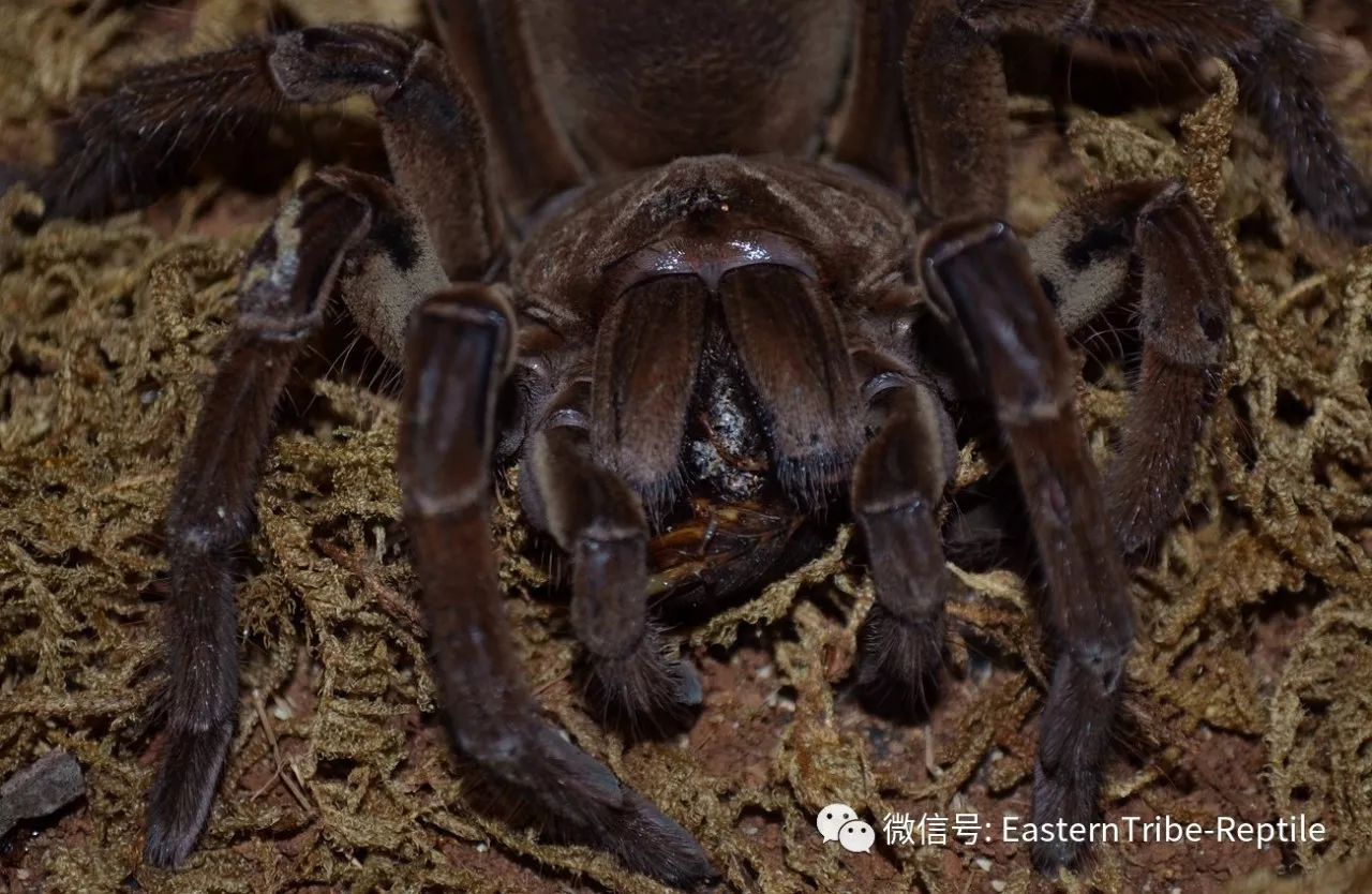 goliath birdeater 中文名:勃艮第巨人食鸟蛛 俗称:亚马逊巨人食鸟蛛