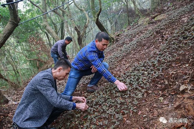 高山瀑布和大片原始森林,具有得天独厚的自然环境,尤其适合金线莲生长