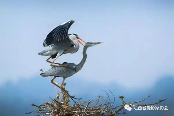 第二届中国61都昌鄱阳湖候鸟全国摄影大展即将开幕