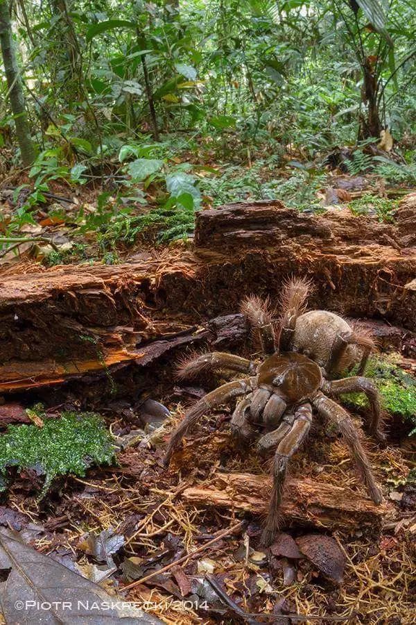 最引人注目的是在亚马逊热带雨林,是蜘蛛的陆地,生活在深深的洞穴