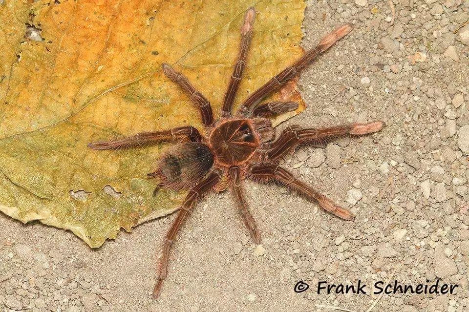 theraphosa blondi  (tinter, 1991) 英文名:goliath birdeater 中文