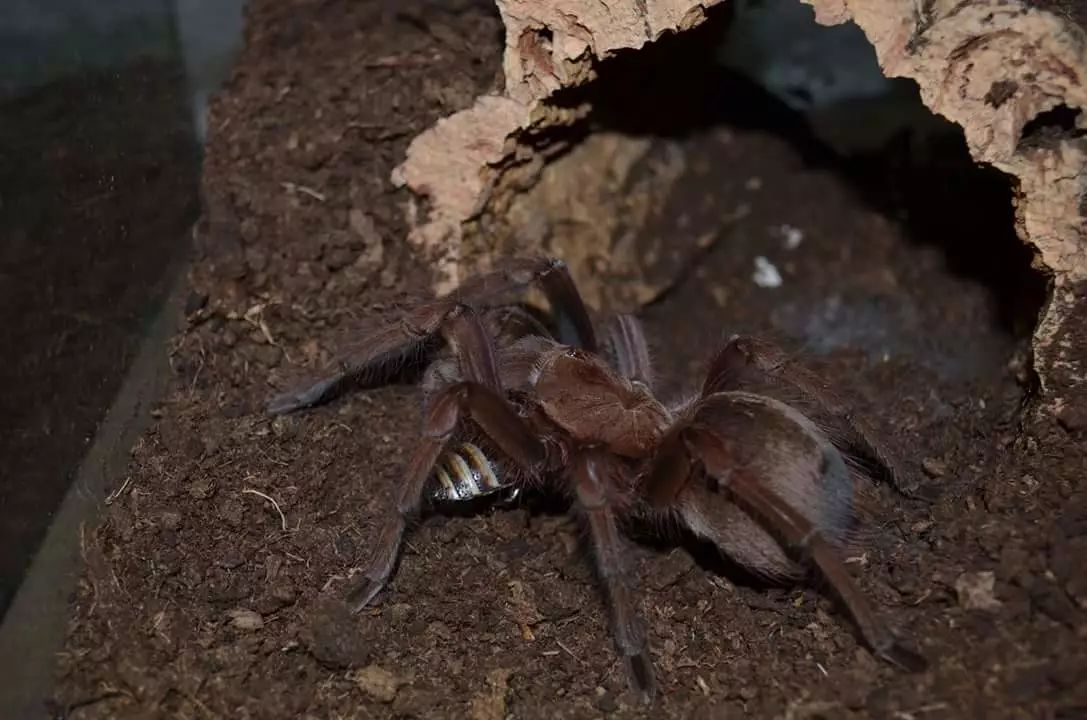 goliath birdeater 中文名:歌利亚巨人食鸟蛛 俗称:亚马逊巨人食鸟蛛