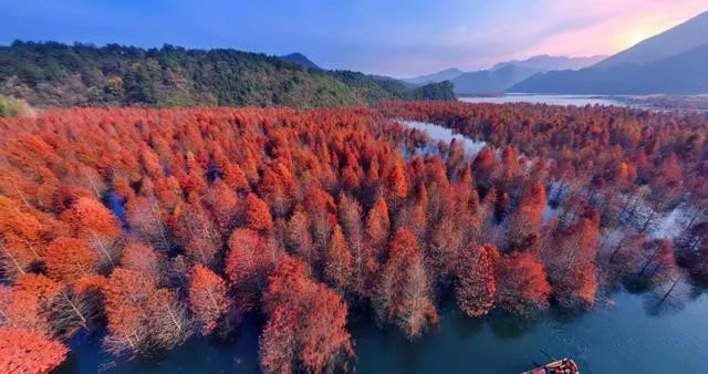 随着寒冬渐深, 红杉林渐次变红,浅红,深红,金红