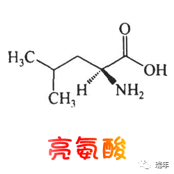 氨基酸家族连载十一61亮氨酸