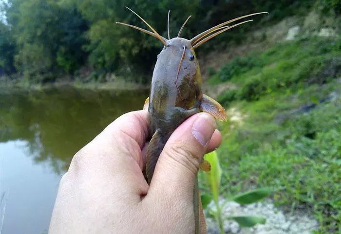 索饵疯狂,爱吃死钩,凶猛的"水中小霸王"山鲶鱼