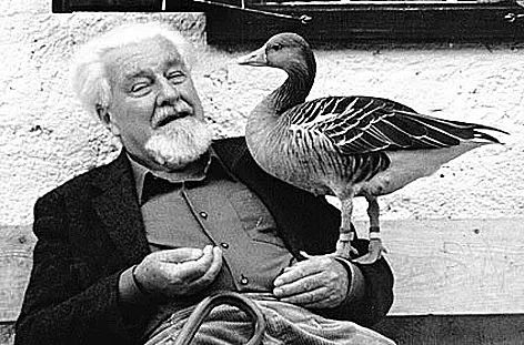 洛伦兹(konrad lorenz,1903-1989)和他的小鸭子【印刻效应】洛伦兹