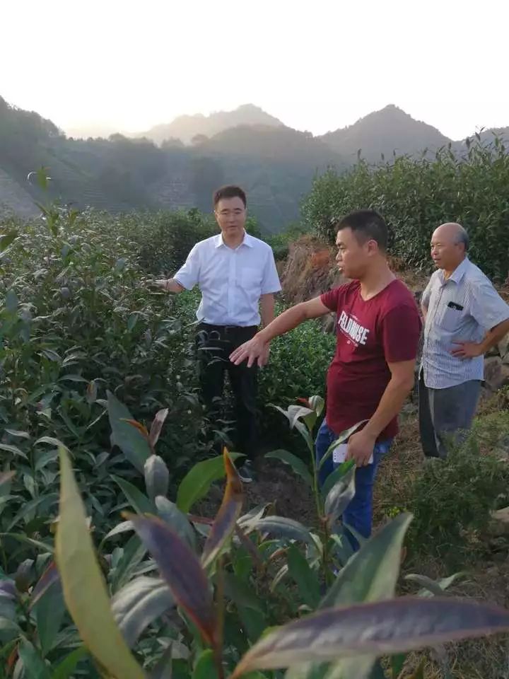 针对茶叶市场的新常态,一部分松阳本地的茶农,茶商开始积极转型升级