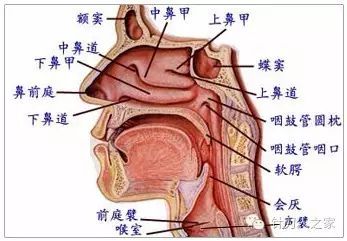 针刀治疗慢性咽炎