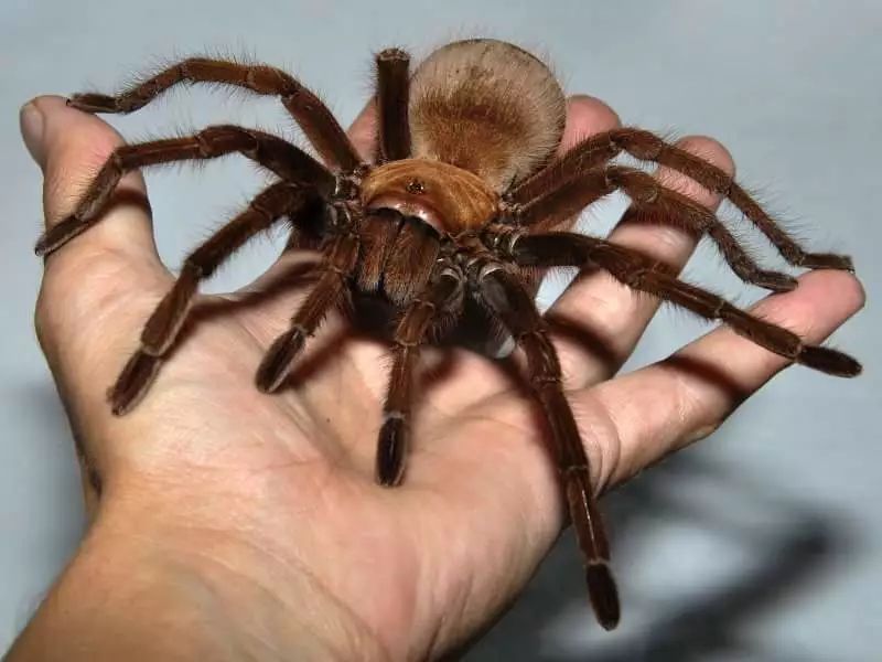 blondi  (tinter, 1991) 英文名:goliath birdeater 中文名:歌利亚