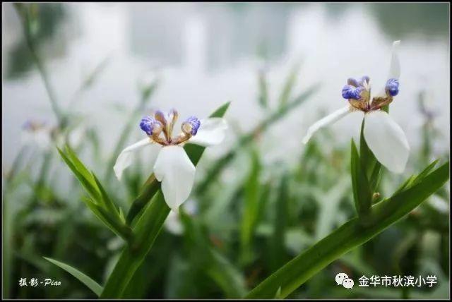 玉蝴蝶简谱_玉蝴蝶谢霆锋图片(3)