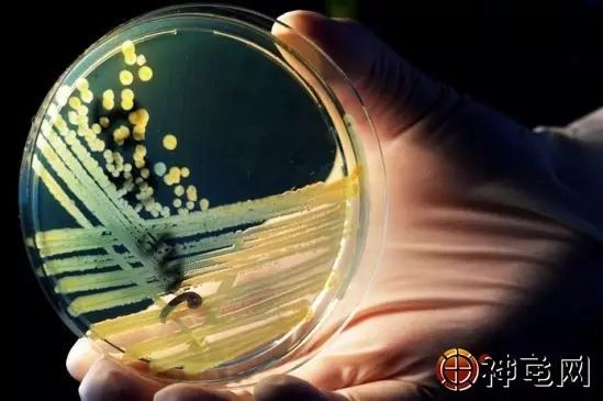 养殖问题解决大师:微生物水体制剂的具体应用