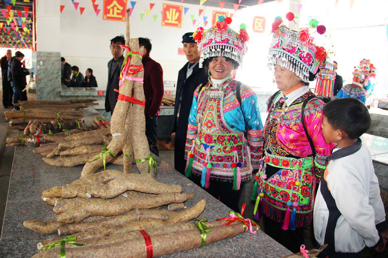 大美彝乡姚安山药飘香糯