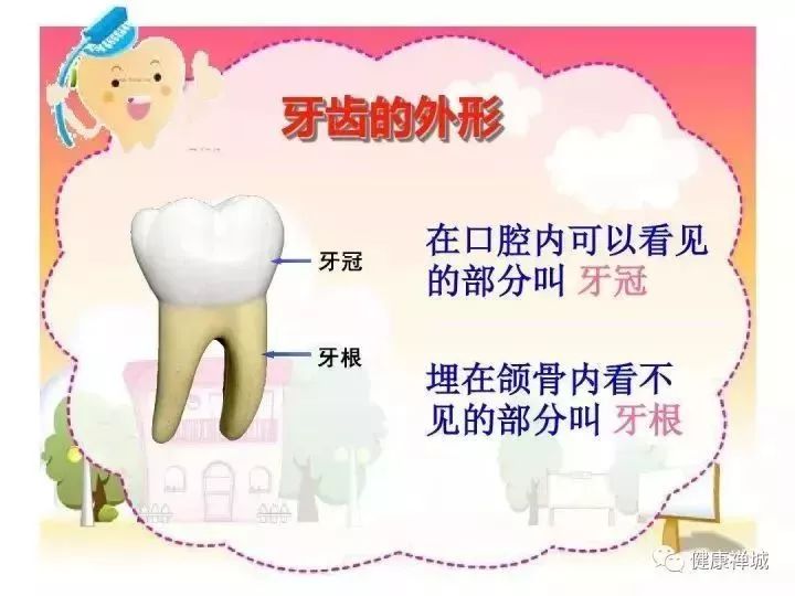 牙齿从形状上看,可分为切牙,尖牙和磨牙.