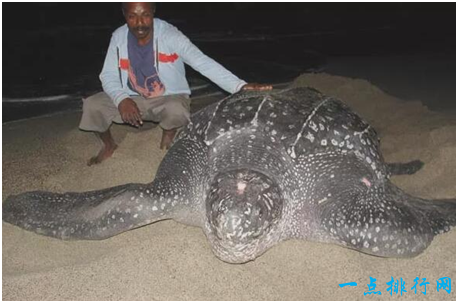 世界上最大的龟,棱皮龟体长超过2.5米,因误食塑料而亡
