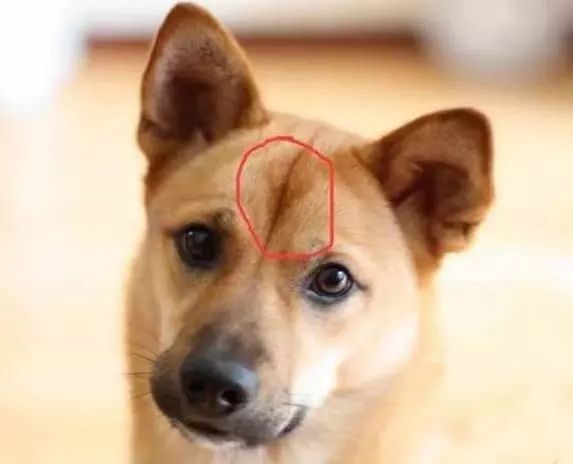 中华田园犬额头都有根“线”，但是无人知道那是啥?