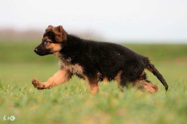 浅谈如何挑选德国牧羊犬以及德牧饮食方面要注意的几点