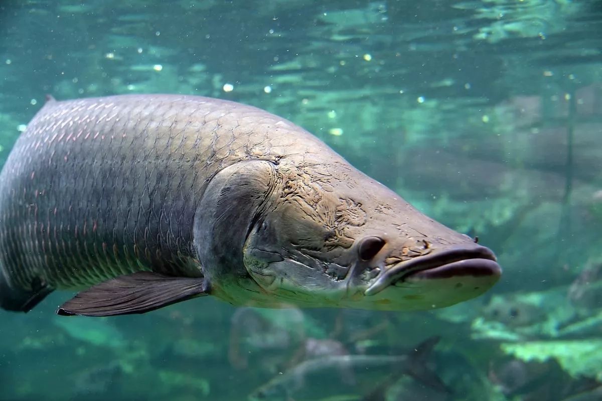 亚马逊巨骨舌鱼100公斤