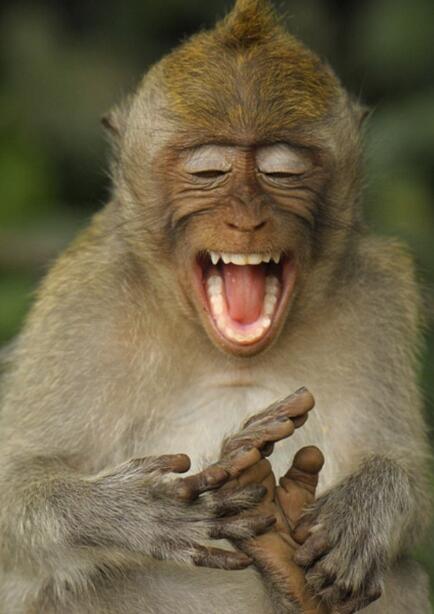 猴子笑得眼睛象月亮一样弯.