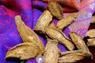 牛蒡根—— 百年来牛蒡根被全世界公认为是一个强有利的血液净化器的