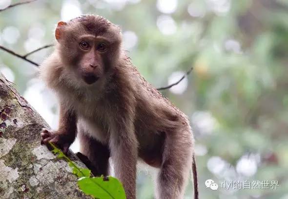 【rlyl物种说】今日-北方豚尾猕猴(northern pig-tailed macaque)