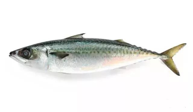 太平洋鲭鱼 pacific mackerel