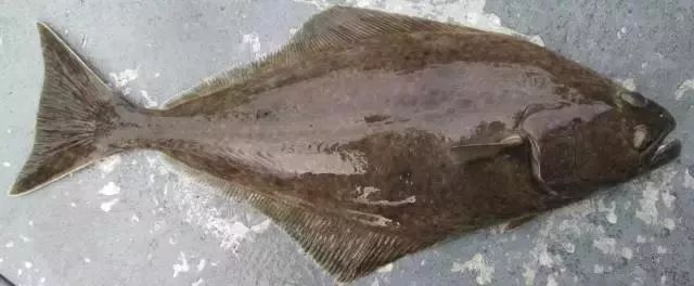 太平洋比目鱼 pacific halibut