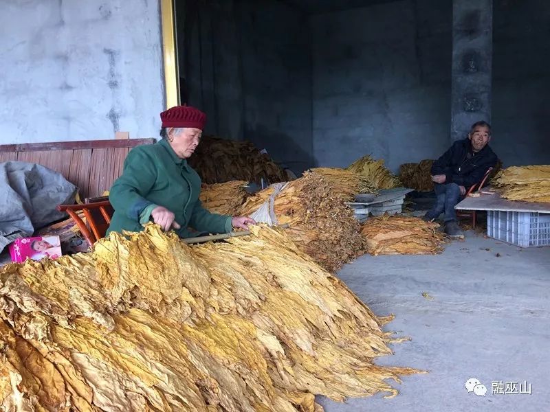 致富黄金果_致富经黄_致富黄花