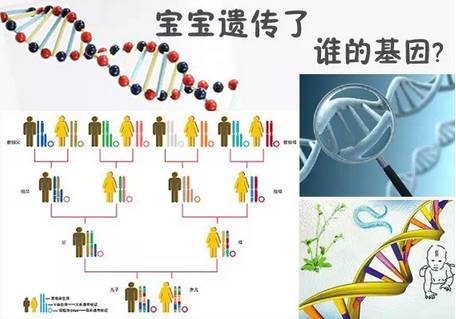 你猜,孩子的相貌,智商.是遗传爸爸还是遗传妈妈?