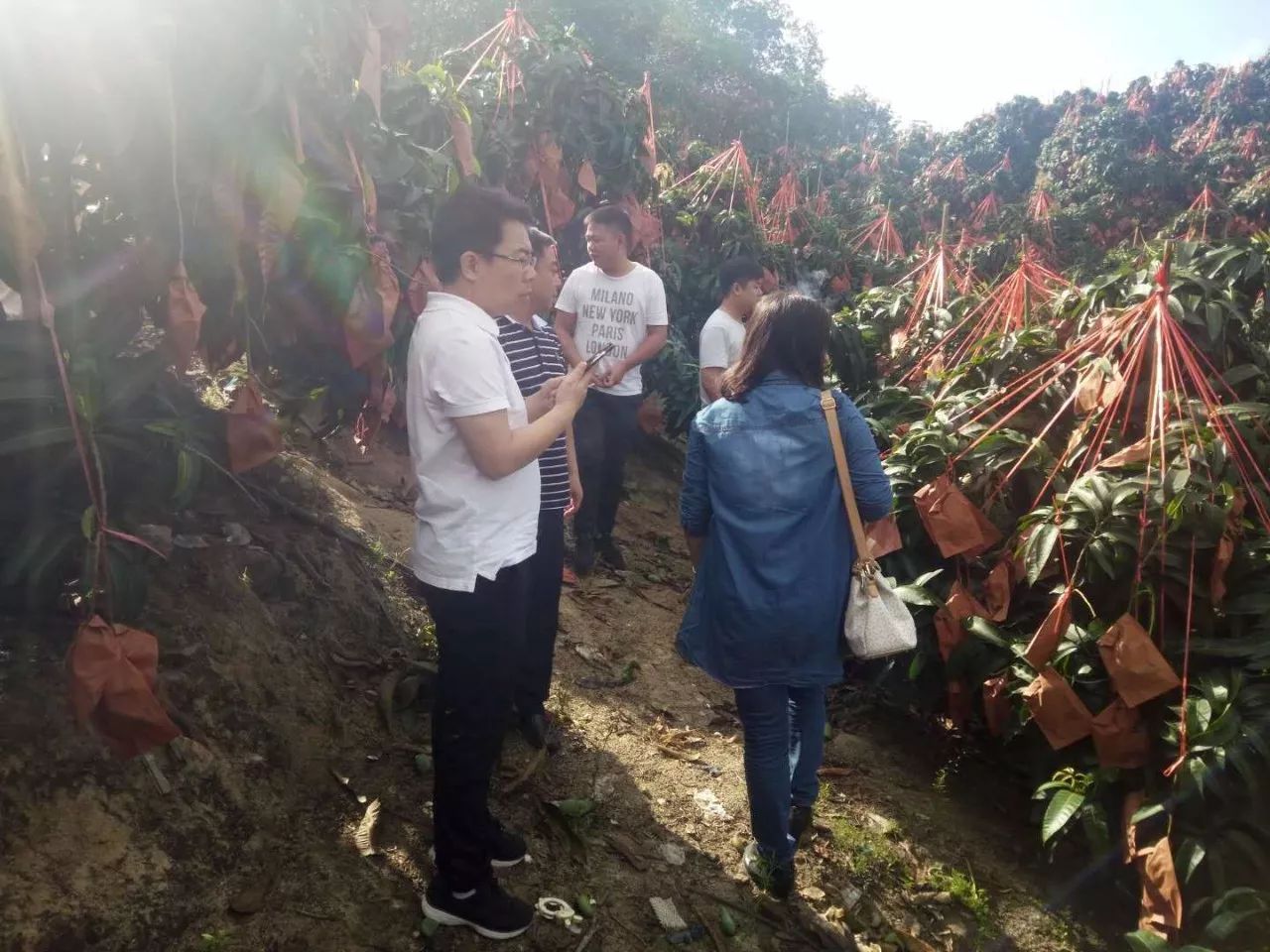 【基地直采】佳惠超市采购团队走进海南富汇达水果基地