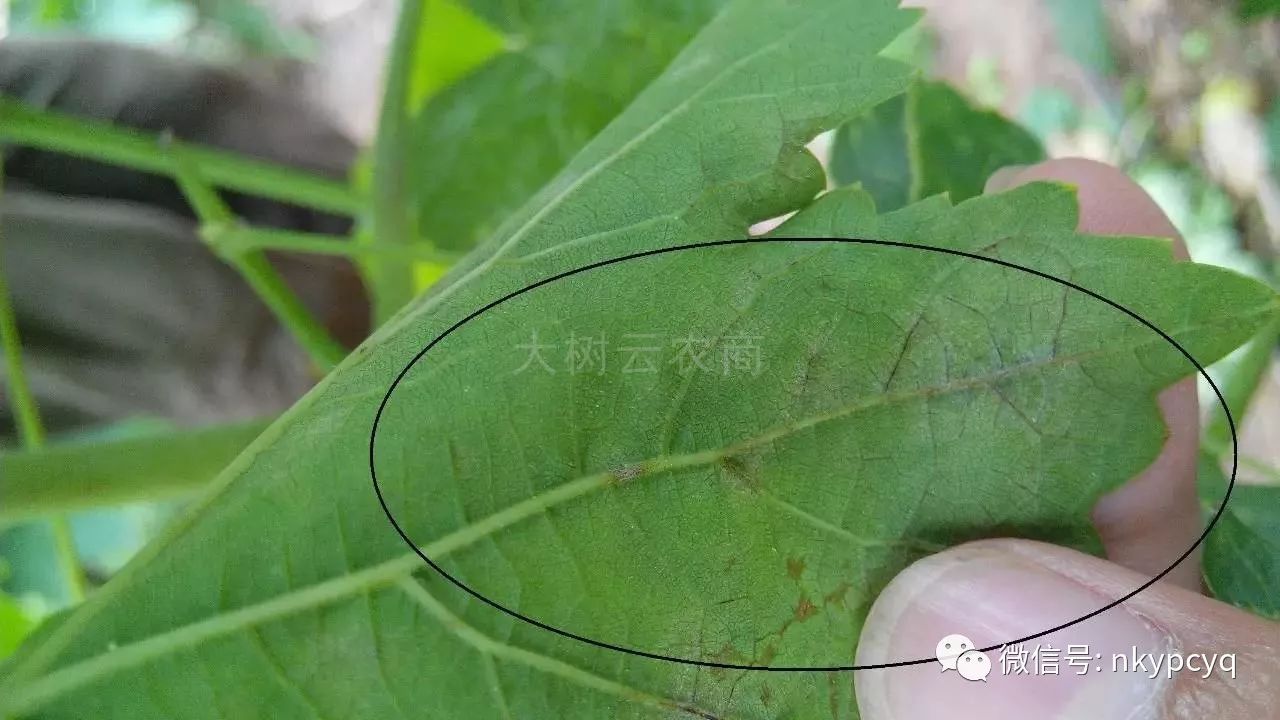 打过防治白粉病的药剂后,葡萄叶片背面:粉层变薄——褪粉——脉颜色