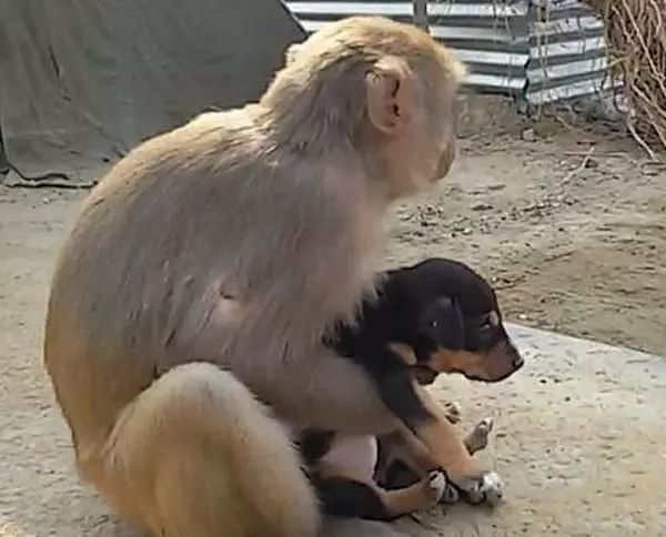 猴子爱上狗?