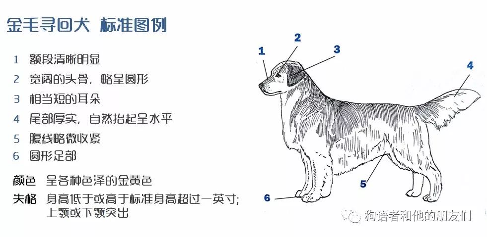 犬种百科 8 金毛寻回犬 Golden Retriever