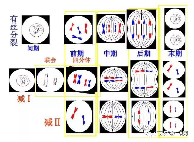 也知道植物细胞有细胞壁而动物细胞没有