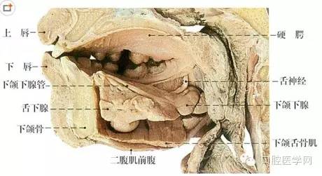 人体口腔腺解剖示意图