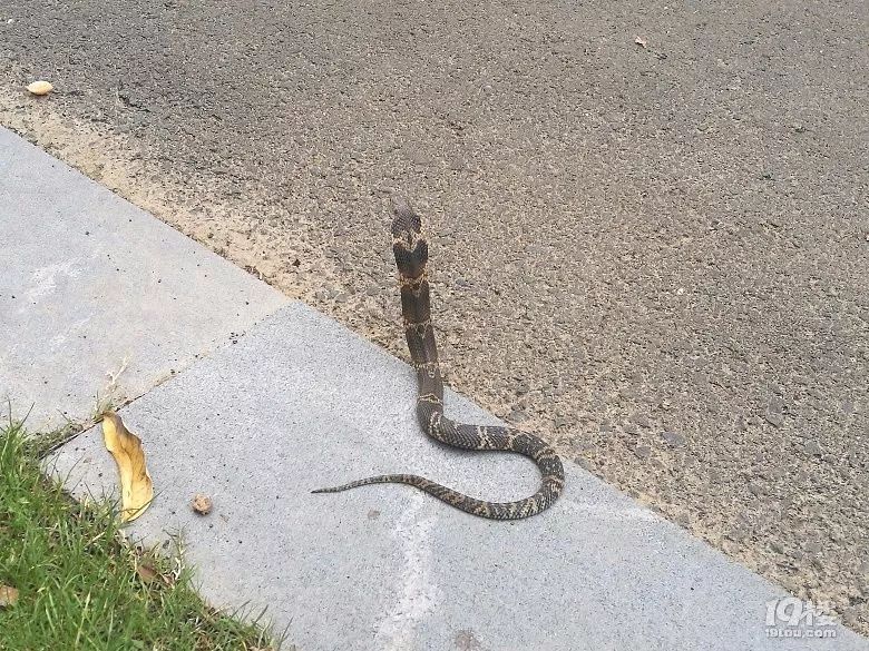 前几天,路桥一网友发帖称,在逛公园的时候遇到了一条小眼镜蛇!