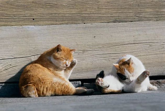 老头被流浪猫踩头"蹂躏",这货胆子太肥了!