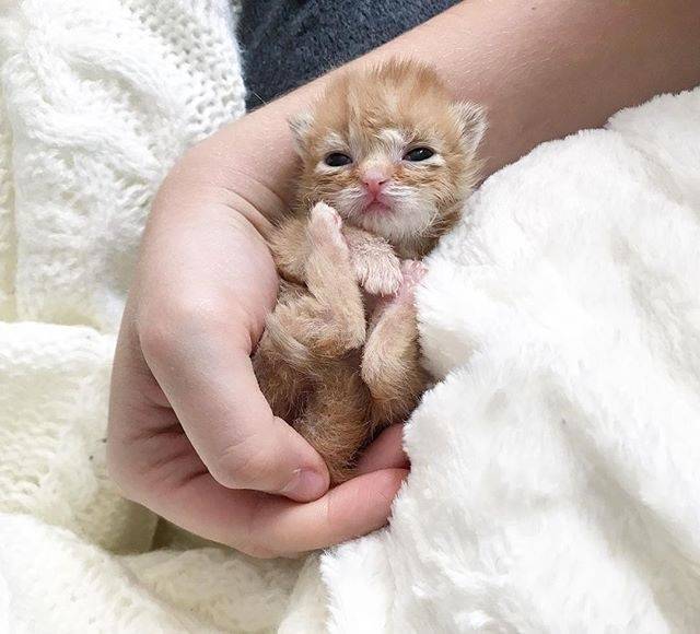 主人家刚刚养了一只出生不久的小橘猫,总是一副睡眼朦胧的样子,还是