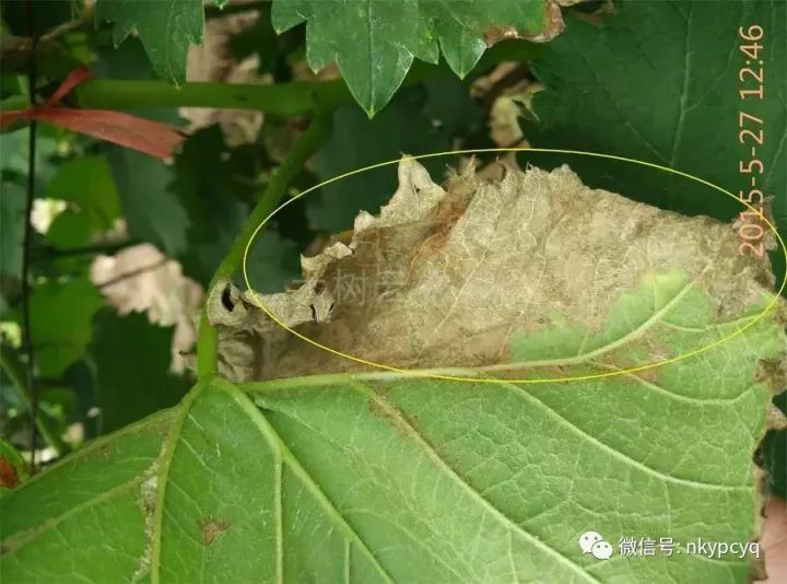 最全的葡萄病害高清对照图以及种植管理技术