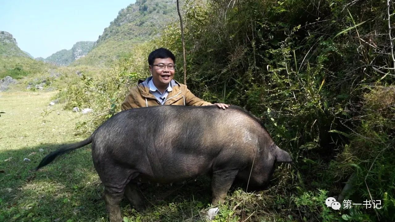 德保黑猪,因原产于广西德保县,全身黑色而得名,是广西地方优良猪种之