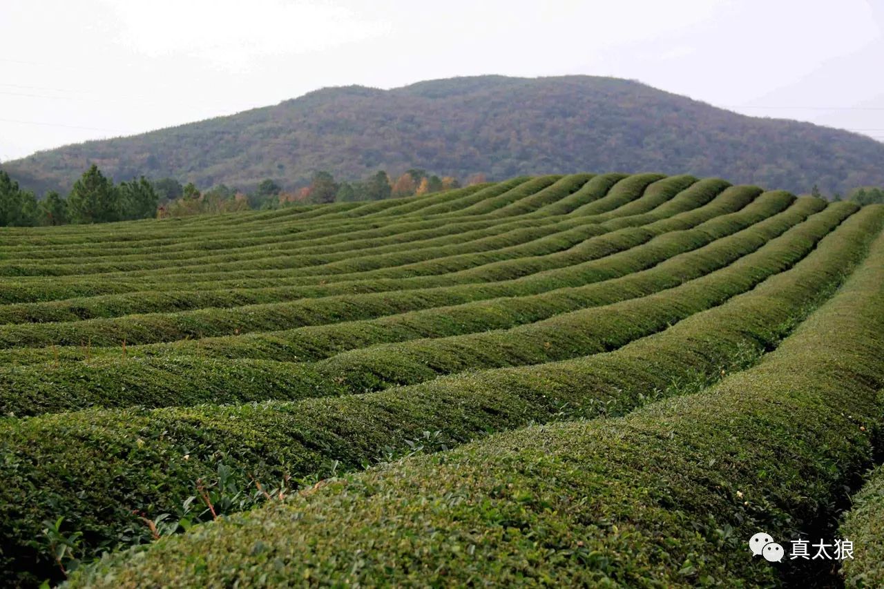 泾县不该被遗忘的古村昌桥乡的柏山村