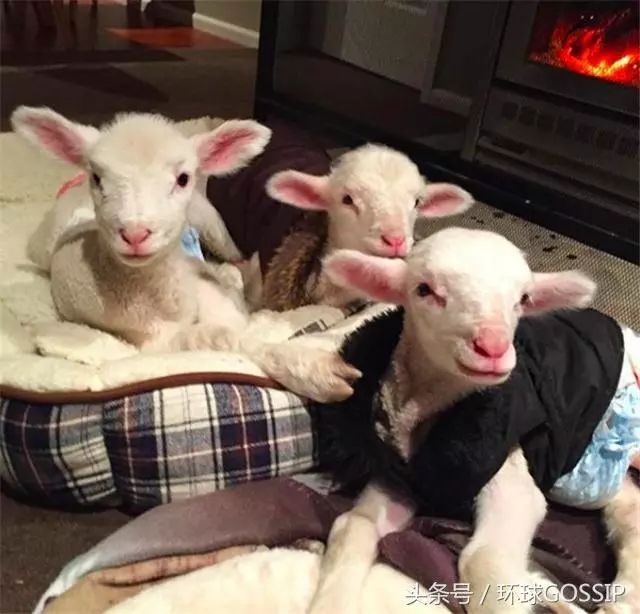 young 表示:"这6个小羊宝宝,我们都爱,但你们知道的,这就好像一家中